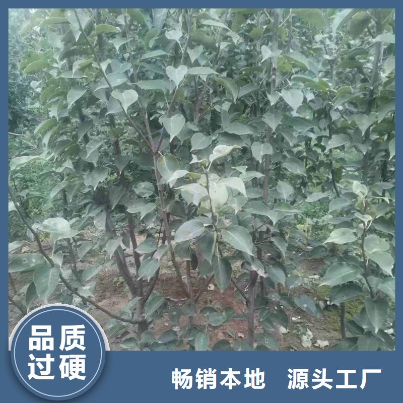 【梨】,玉露香梨树苗质量无忧打造好品质