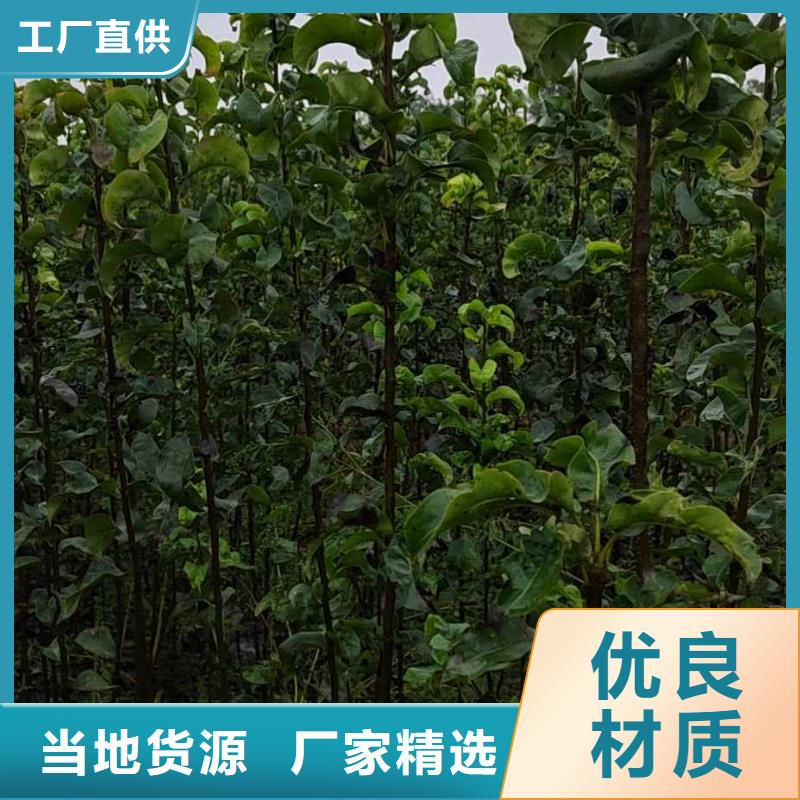 梨【梨树苗基地】厂家案例附近公司