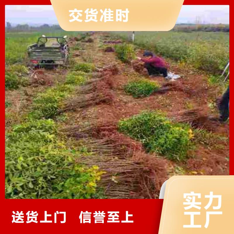 杜梨梨树苗经久耐用当地供应商