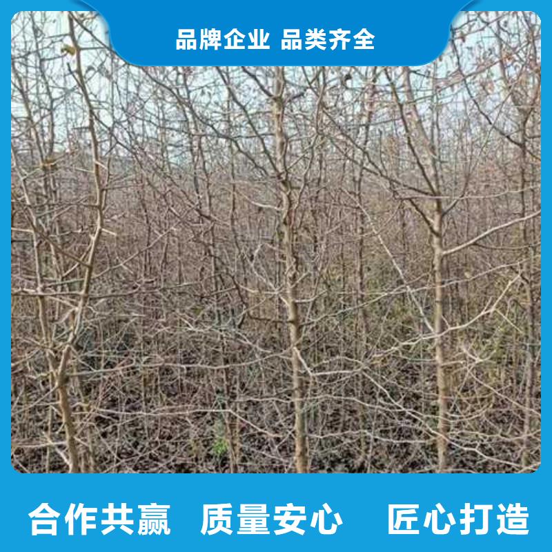 【杜梨山桃苗一个起售】产品性能