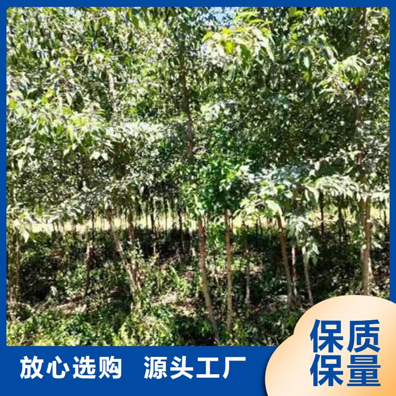 杜梨-玉露香梨树苗价格地道价格实惠