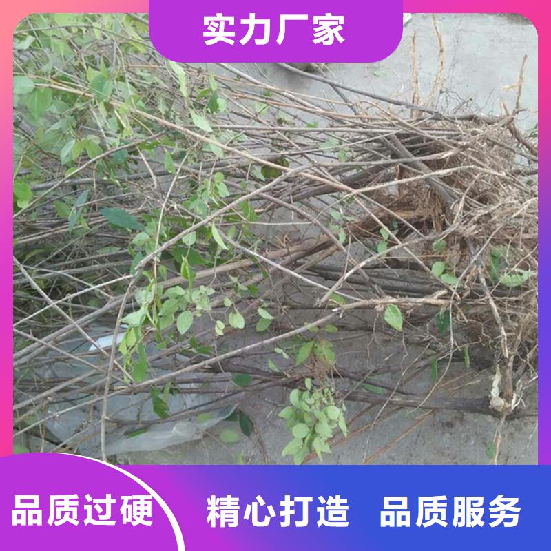 杈杷果苹果苗优选好材铸造好品质精心推荐