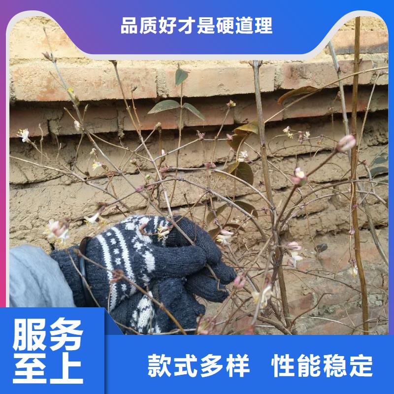 杈杷果-桃树苗支持加工定制实体厂家大量现货