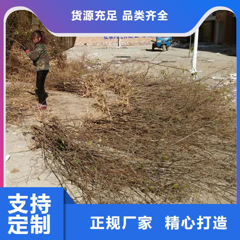 杈杷果苹果苗买的放心产地直供