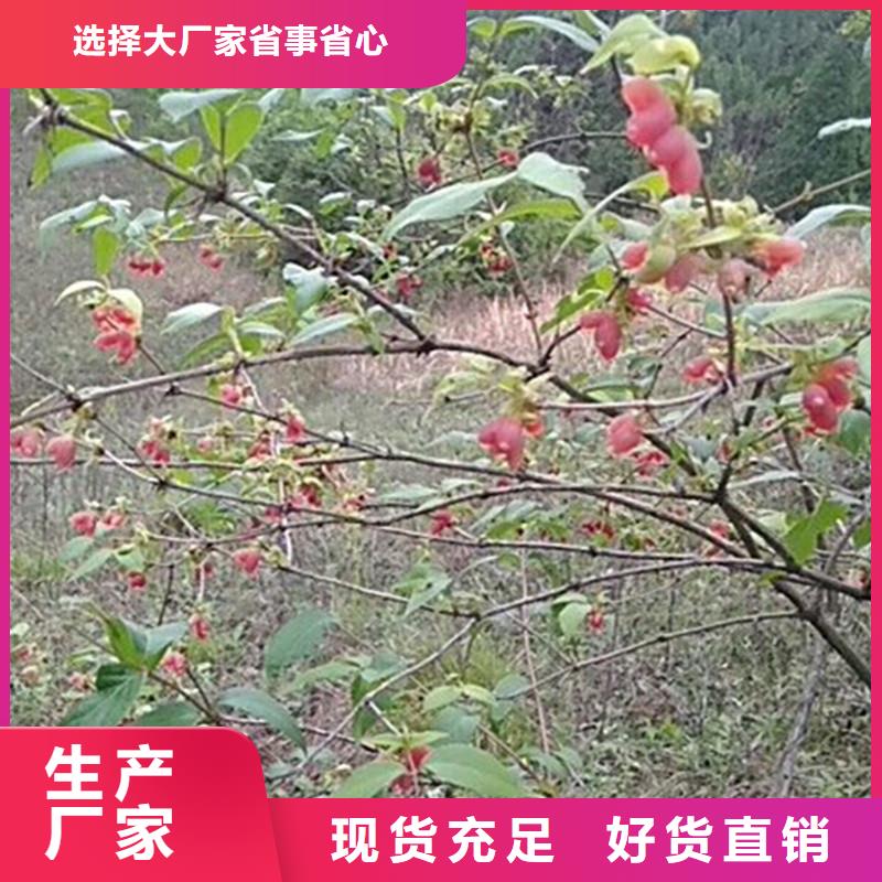 【杈杷果】苹果苗买的放心安兴用的舒心同城货源