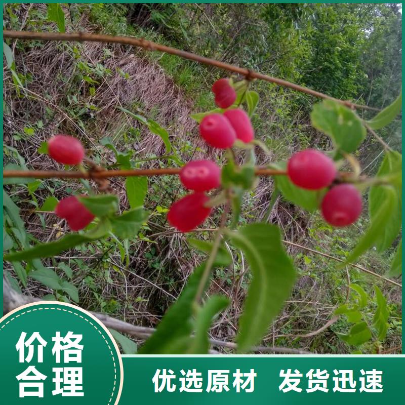 杈杷果_樱桃苗质量层层把关工厂价格