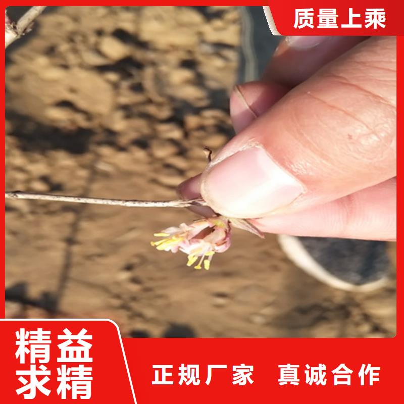 【杈杷果】无花果苗多行业适用合作共赢