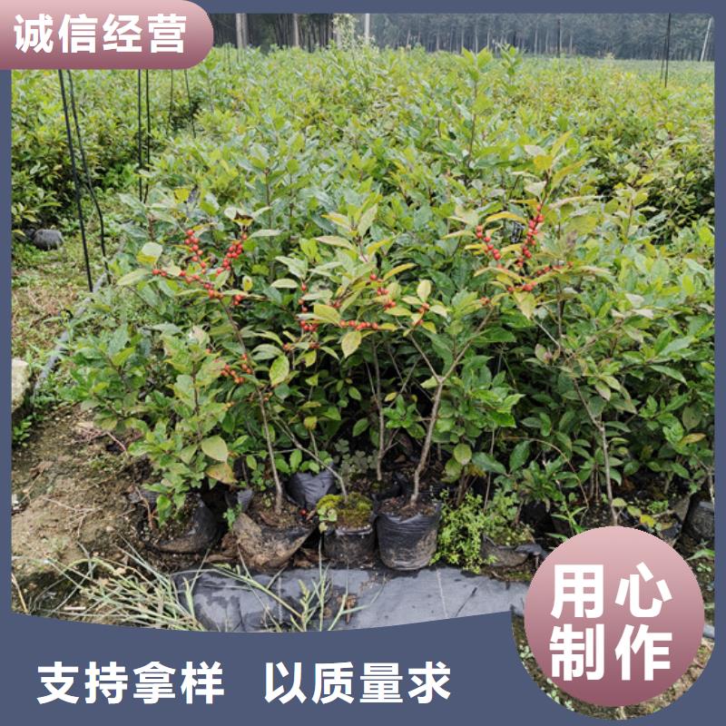 北美冬青草莓苗品类齐全出厂严格质检