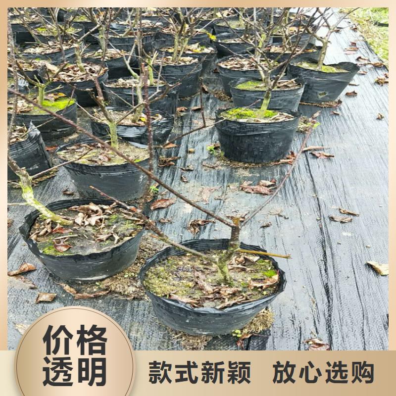 北美冬青石榴树工厂直销同城供应商