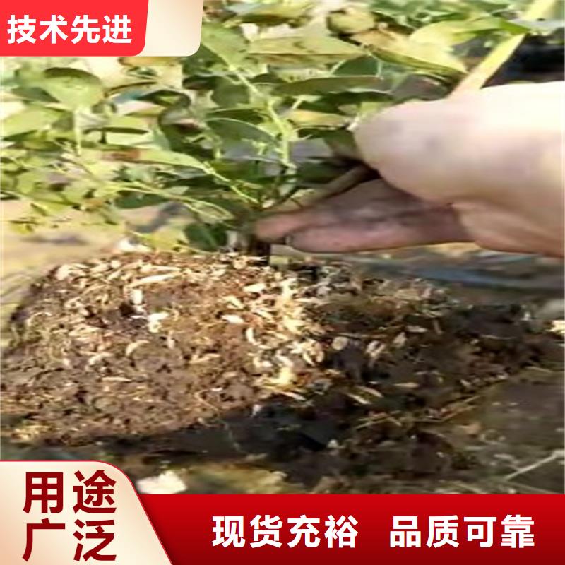 蓝莓苗,红石榴苗基地当日价格用心制造