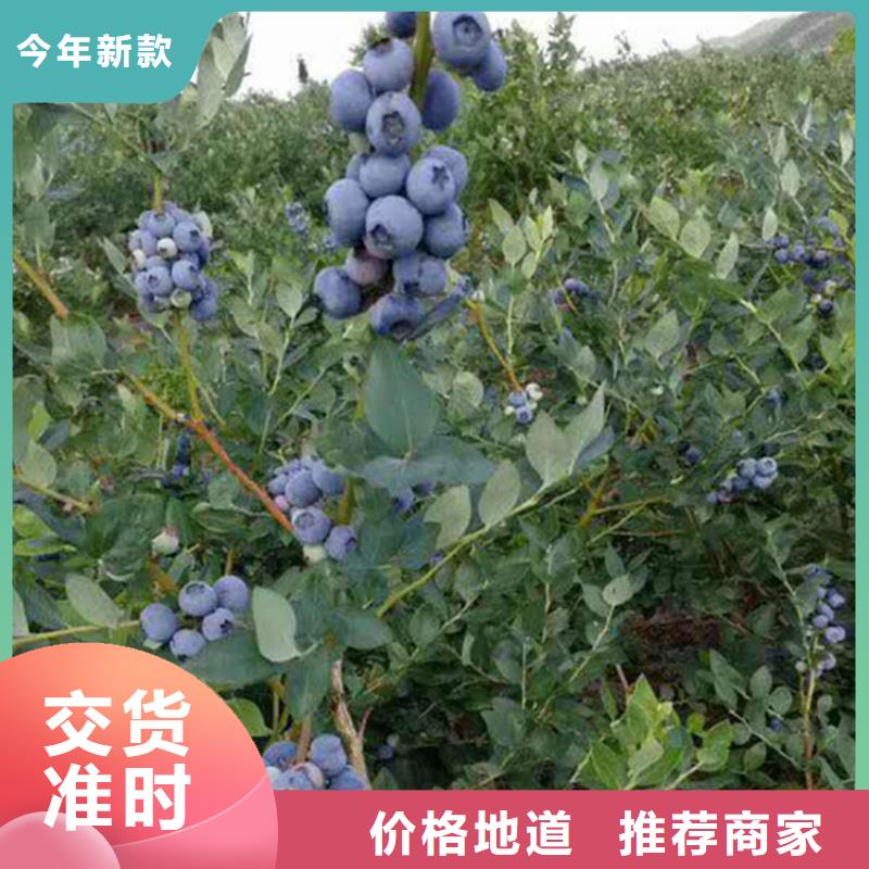 蓝莓苗无花果苗拒绝伪劣产品品质值得信赖