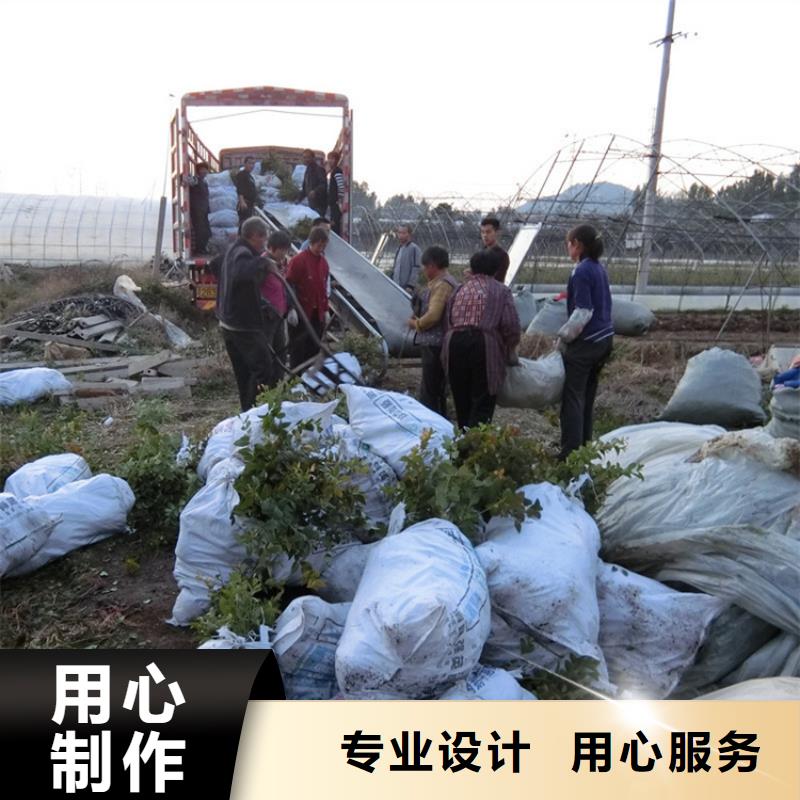 蓝莓苗-红石榴苗基地制造生产销售源厂定制