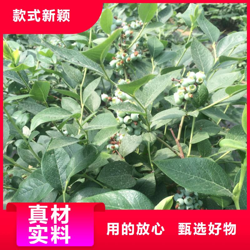 蓝莓苗【红颜草莓】现货满足大量采购同城品牌