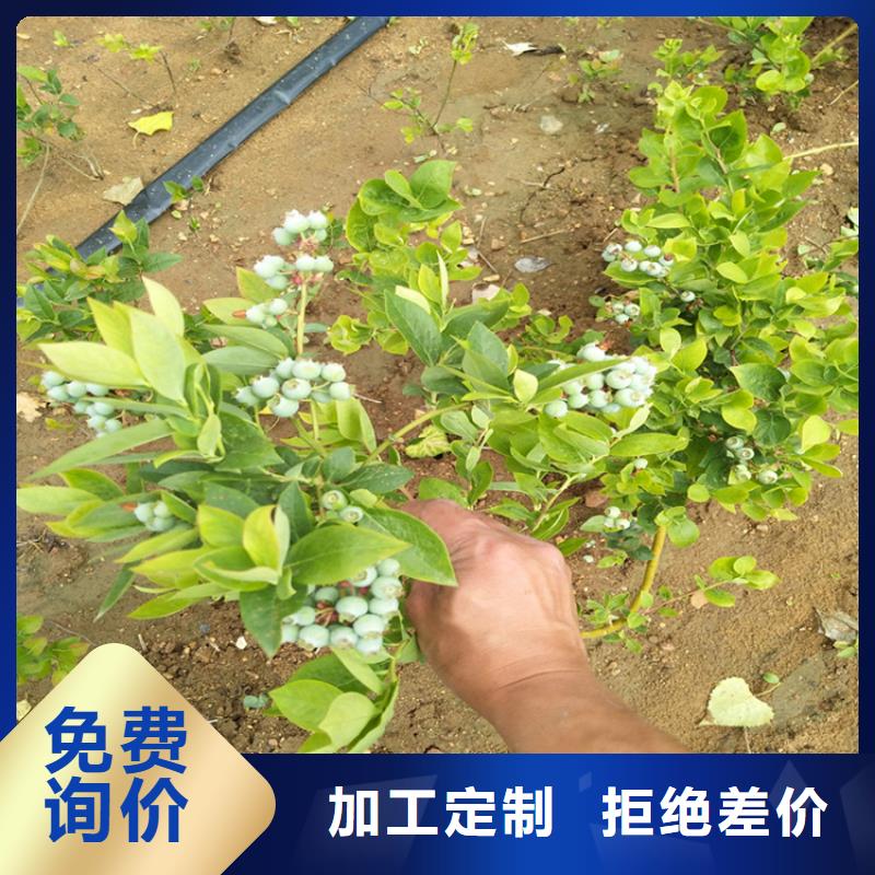 【蓝莓苗苹果苗货源报价】适用场景