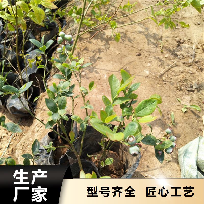 【蓝莓苗苹果苗厂诚信经营】现货销售