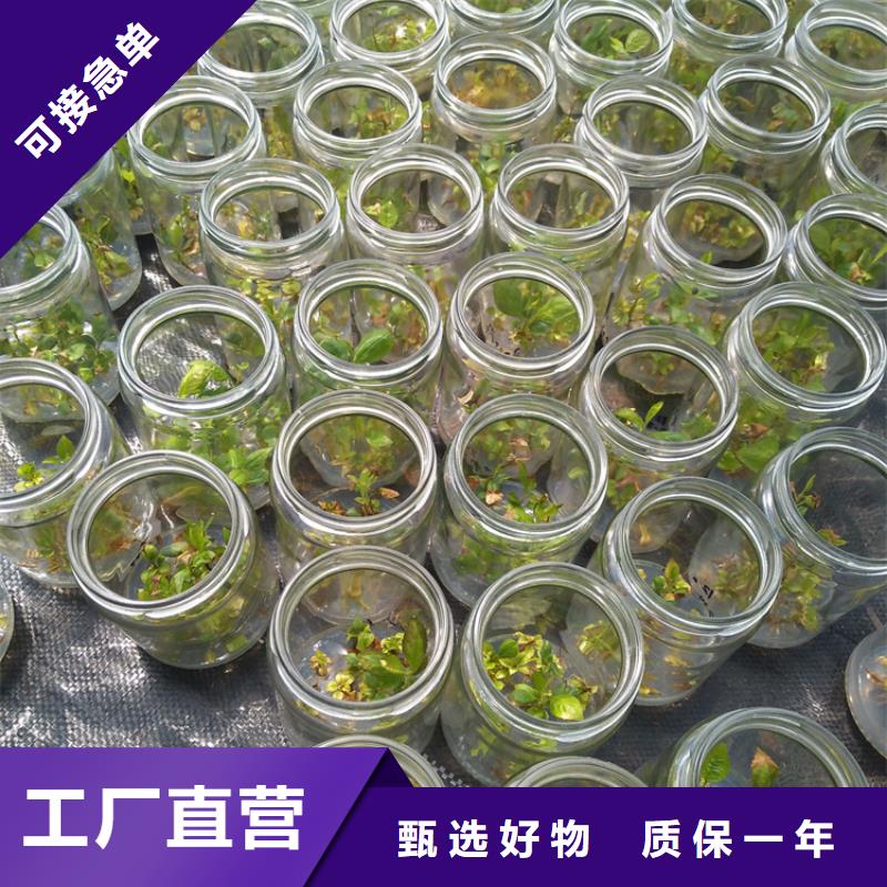 蓝莓苗【蓝莓苗】价格有优势当地公司