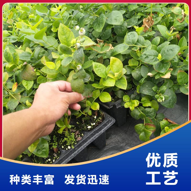 蓝莓苗-桃树苗用品质赢得客户信赖品牌企业