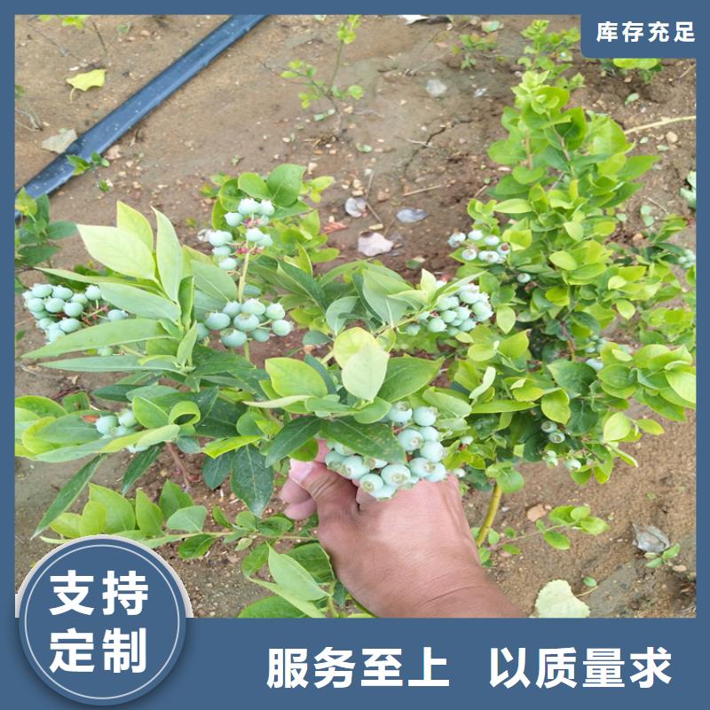 蓝莓苗-樱桃苗实力雄厚品质保障买的放心安兴用的舒心