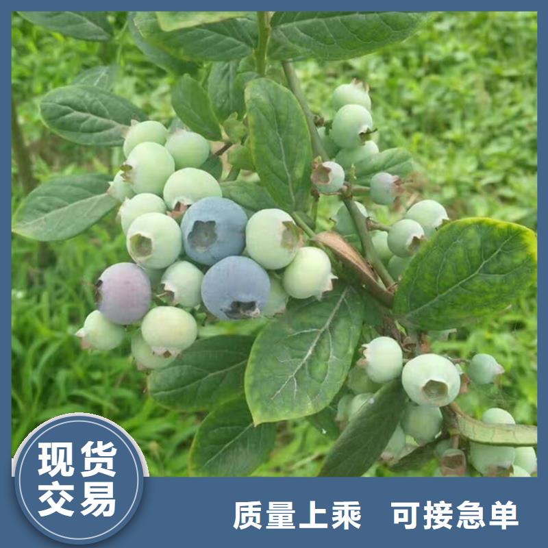 【蓝莓苗】草莓苗实力工厂支持拿样