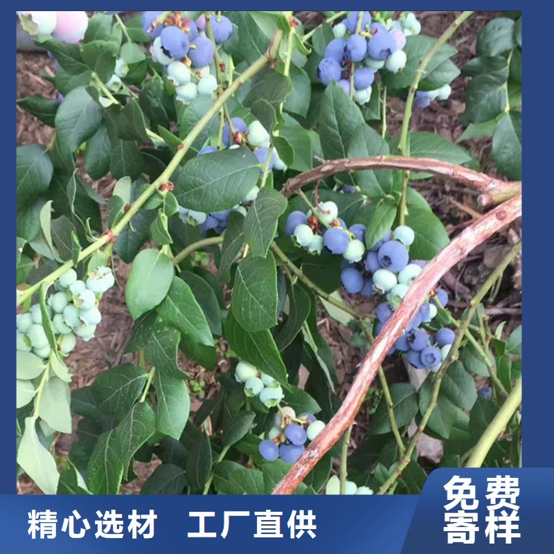 蓝莓苗西瓜番石榴苗生产经验丰富正品保障