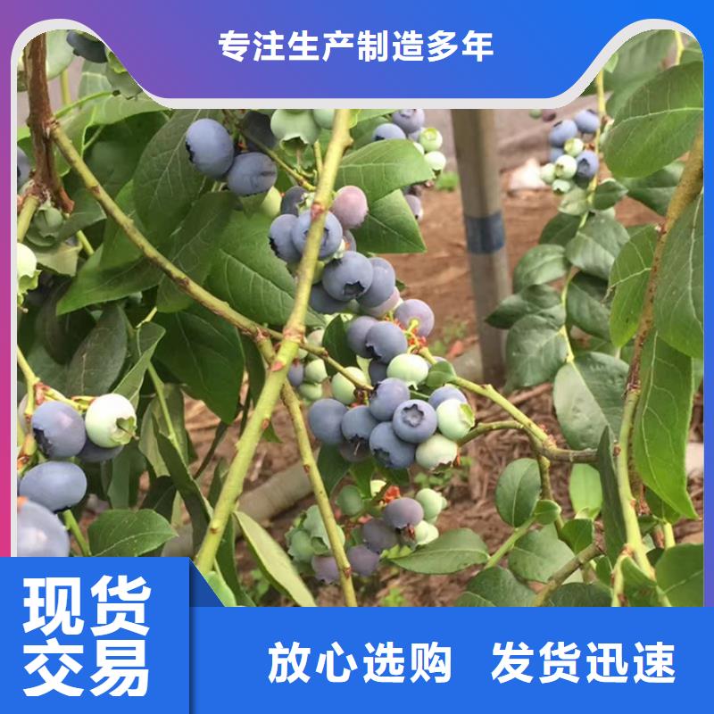 【蓝莓苗】梨树苗源头厂家来图定制同城制造商