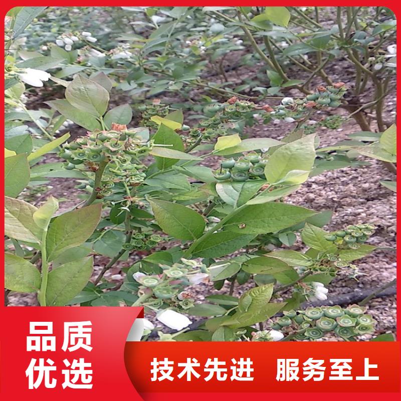 蓝莓苗_【苹果苗】定制定做本地厂家