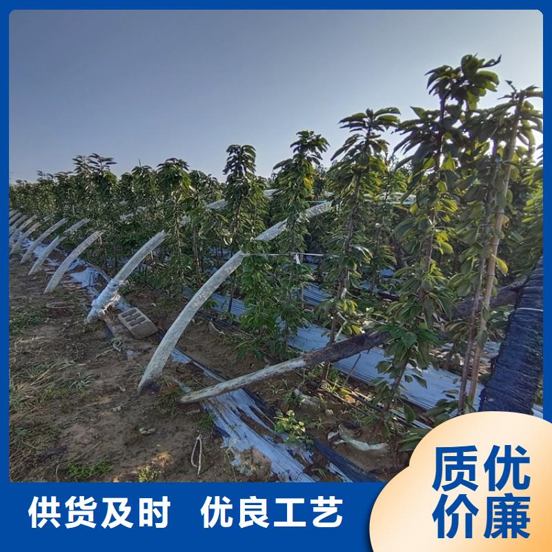 樱桃【奶油草莓】专业设计用的放心