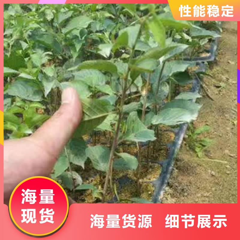 樱桃桃树苗源头实体厂商现货满足大量采购