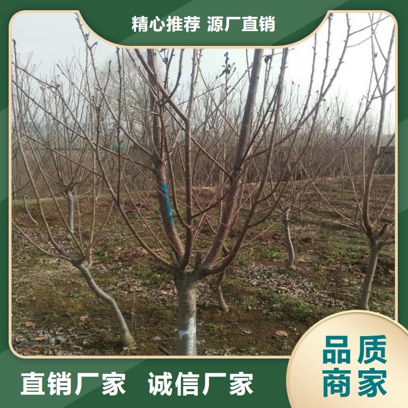 樱桃苹果苗严格把关质量放心质量优选