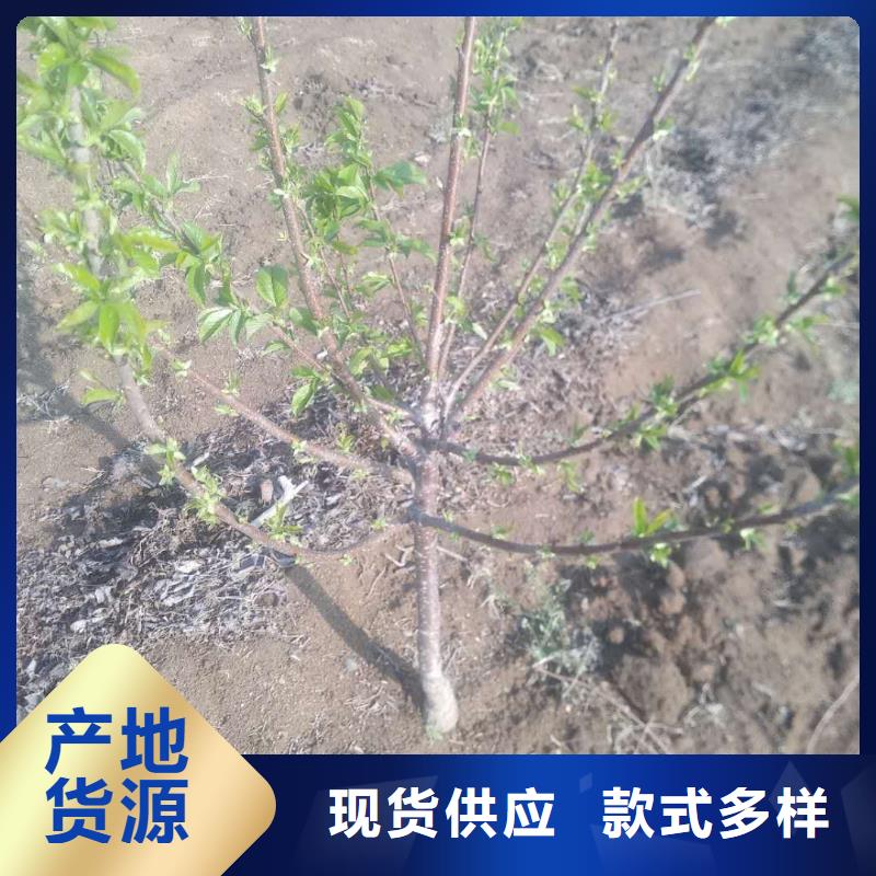 樱桃苹果苗满足客户需求种类丰富