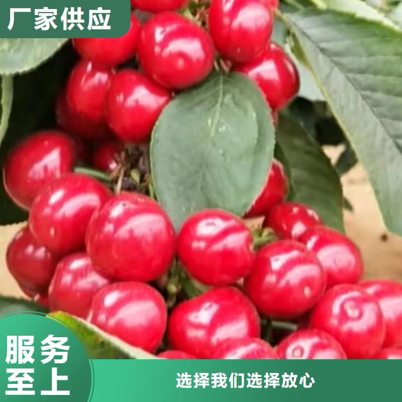 樱桃樱桃苗准时交付质量三包