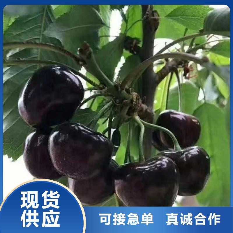 【樱桃】无花果苗每个细节都严格把关就近发货