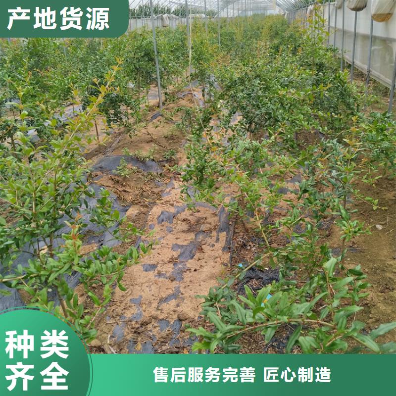 【石榴樱桃苗价格地道】拒绝差价