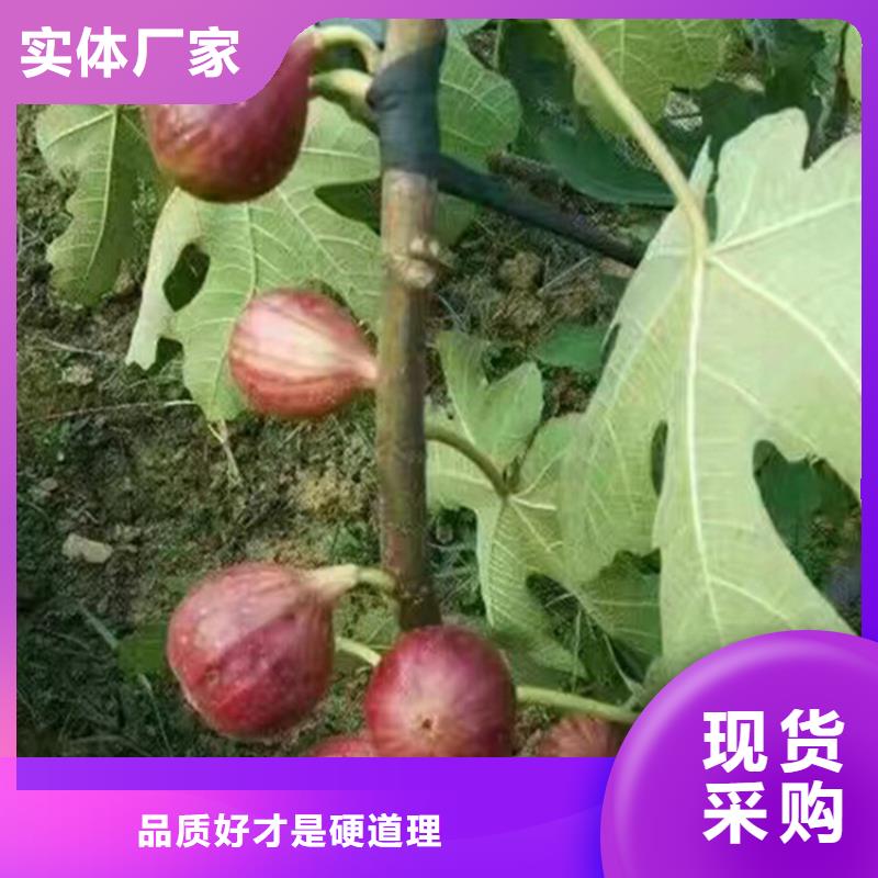 无花果红颜草莓采购无忧厂家现货供应