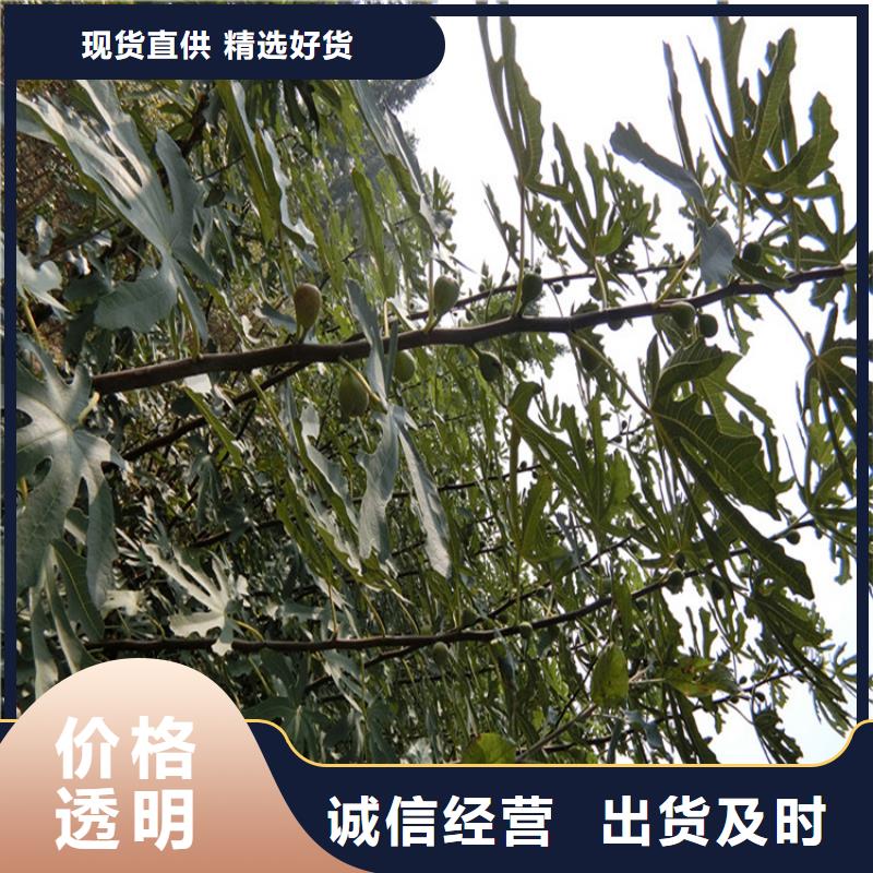 无花果_苹果苗合作共赢支持货到付清