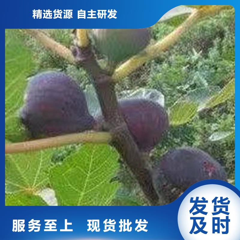 无花果猕猴桃苗厂家定制自产自销