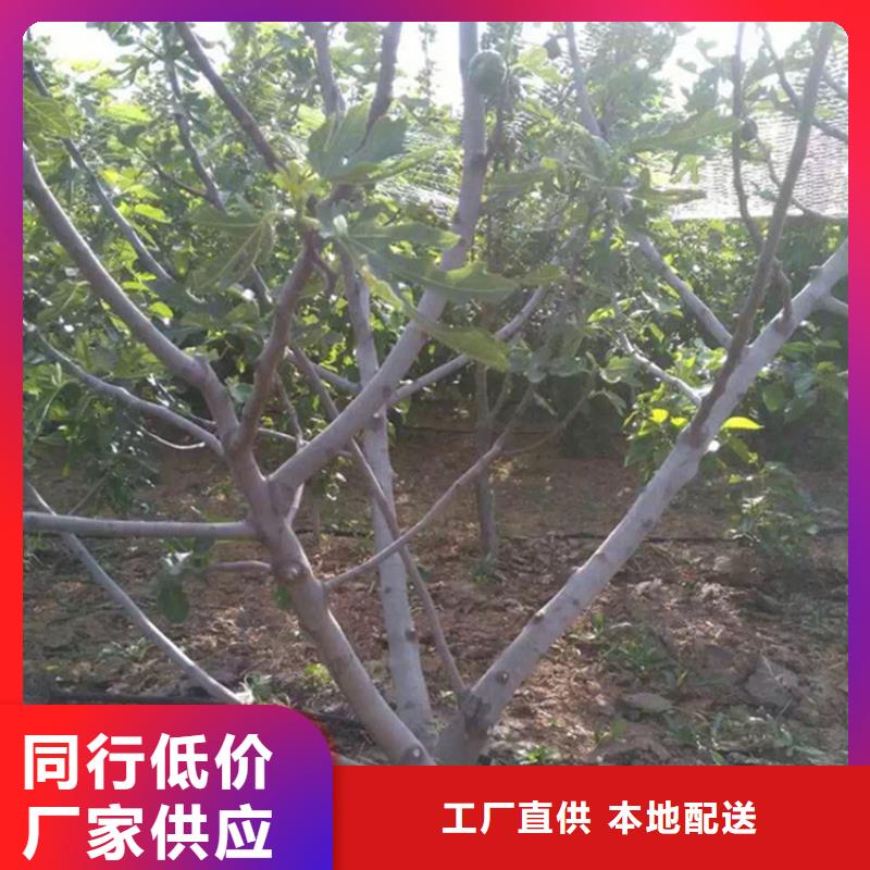 无花果樱桃苗现货满足大量采购同城厂家