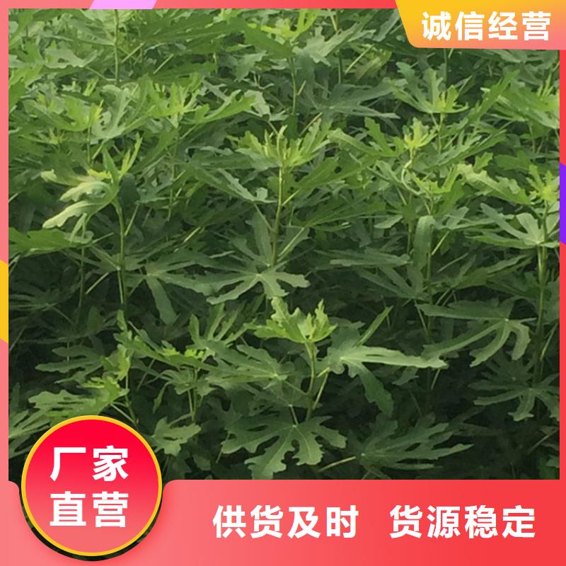 无花果,桃树苗应用广泛当地供应商