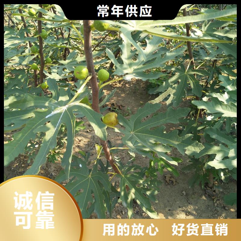 无花果无花果苗精心选材本地服务商