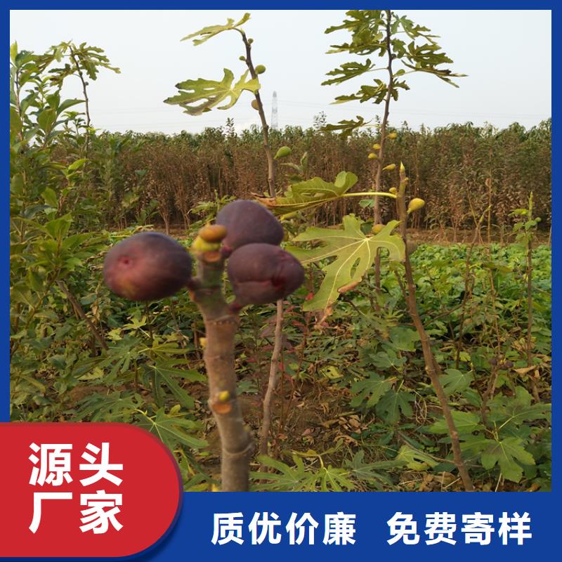 【无花果_石榴苗专注细节专注品质】严选好货