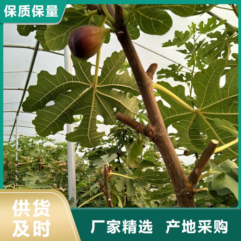 无花果苹果苗批发价格定制定做