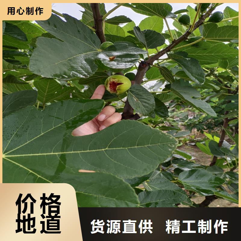 无花果北美冬青低价货源厂家直销大量现货