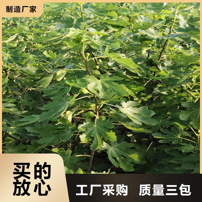 【无花果桃树苗实力优品】用好材做好产品