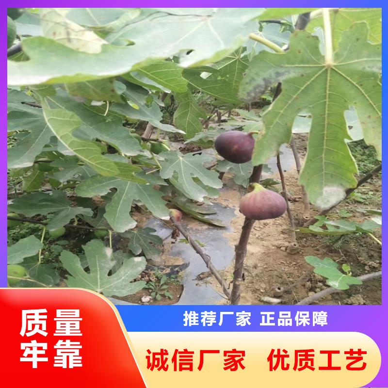 无花果,苹果苗讲信誉保质量当地公司