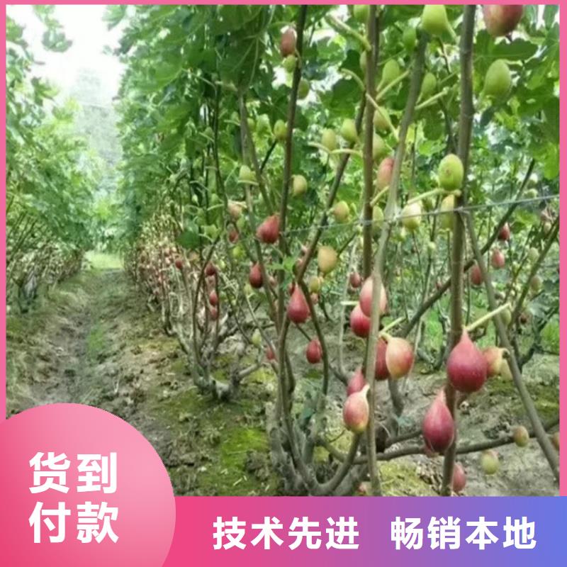 无花果-板栗苗产品参数满足您多种采购需求