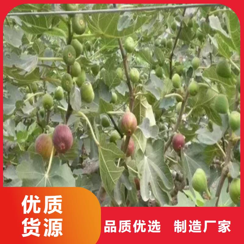 无花果,樱桃苗实力公司追求品质