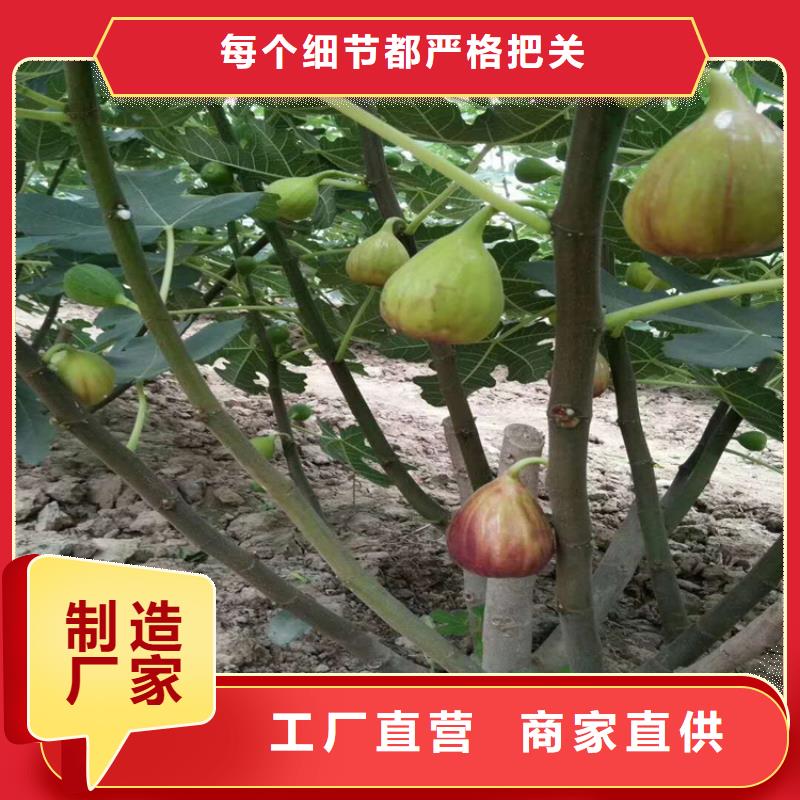 无花果-苹果苗海量现货型号全价格低