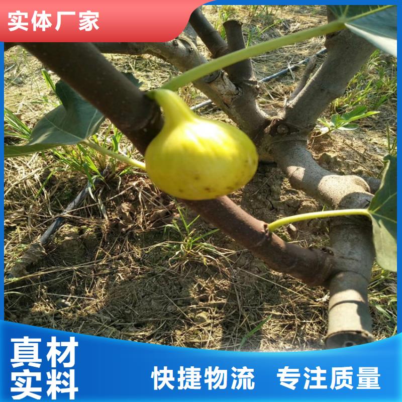 无花果,蓝莓苗源头厂家量大价优买的放心安兴用的舒心