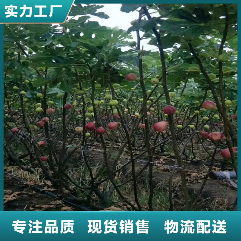 【无花果蓝莓苗支持批发零售】快捷的物流配送