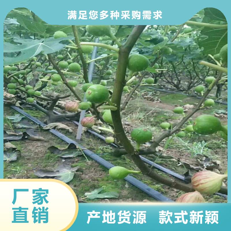 无花果桃树苗支持定制贴心售后客户信赖的厂家